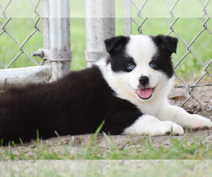 Australian Shepherd Puppy for sale in EASTON, MO, USA