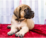 Small Photo #25 Mastiff Puppy For Sale in WAKARUSA, IN, USA