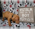 Small Photo #18 Vizsla Puppy For Sale in NEW YORK MILLS, MN, USA