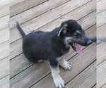 Puppy Wolfie German Shepherd Dog