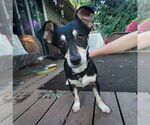 Small Miniature Pinscher-Pembroke Welsh Corgi Mix