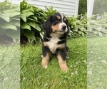 Small #2 Bernese Mountain Dog