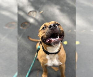 Bullboxer Pit Dogs for adoption in Rockaway, NJ, USA