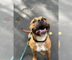 Small Bullboxer Pit