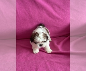 Shih Tzu Puppy for sale in REDINGTN SHOR, FL, USA