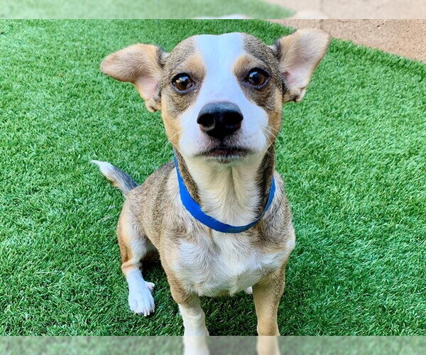 Medium Photo #2 Chihuahua-Unknown Mix Puppy For Sale in Moreno Valley, CA, USA