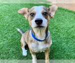 Small #1 Chihuahua Mix