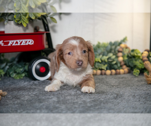 Medium Photo #3 Dachshund Puppy For Sale in MIDDLEBURY, IN, USA