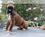 Small #1 Boxer