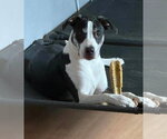Small #6 Mutt