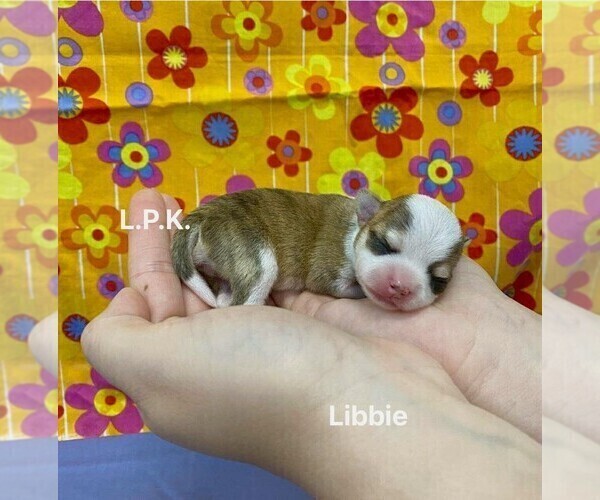 Medium Photo #2 Chihuahua Puppy For Sale in WINNSBORO, LA, USA