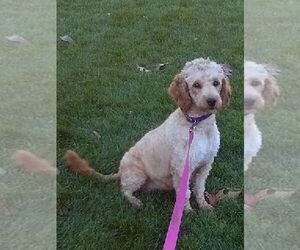 Mother of the Goldendoodle (Miniature) puppies born on 03/23/2025