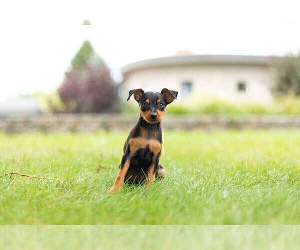 Medium Photo #8 Miniature Pinscher Puppy For Sale in WARSAW, IN, USA