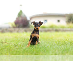 Small Photo #8 Miniature Pinscher Puppy For Sale in WARSAW, IN, USA