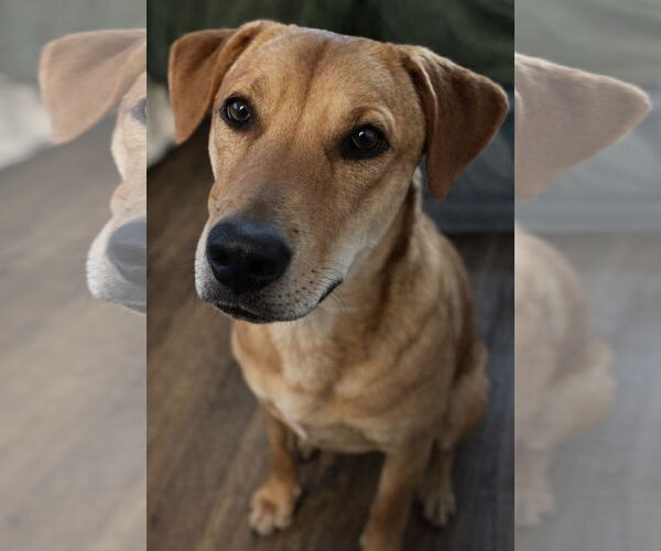 Medium Photo #2 Labrador Retriever-Unknown Mix Puppy For Sale in Fort Worth, TX, USA