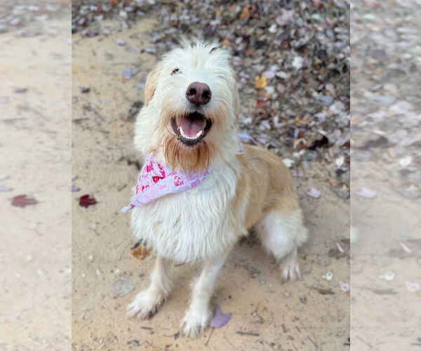 Medium Photo #4 Unknown-Wheaten Terrier Mix Puppy For Sale in Rockaway, NJ, USA