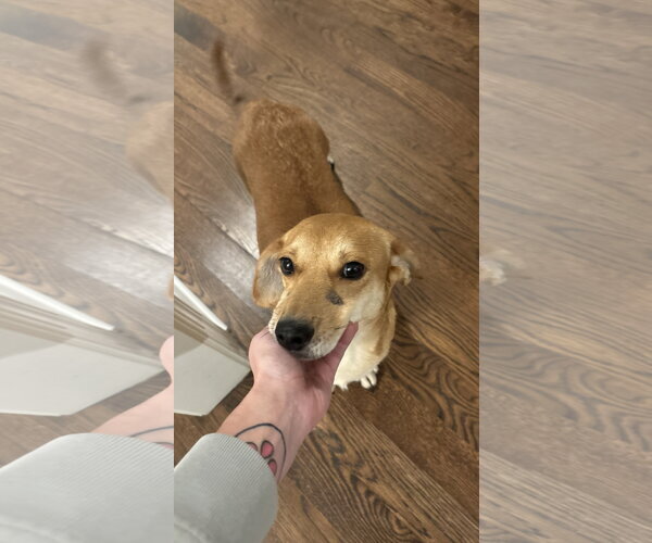 Medium Photo #5 Toy Rat Doxie Puppy For Sale in Holly Springs, NC, USA