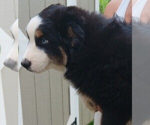 Miniature Australian Shepherd Puppy for sale in BLACKSBURG, SC, USA