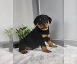 Small Photo #2 Rottweiler Puppy For Sale in FRANKLIN, IN, USA