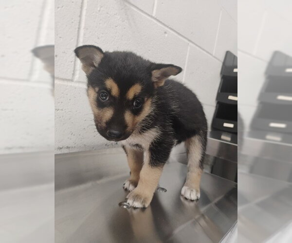 Medium Photo #1 German Shepherd Dog Puppy For Sale in San Bernardino, CA, USA