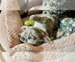 Small Photo #19 French Bulldog Puppy For Sale in PHILADELPHIA, PA, USA