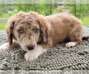 Aussiedoodle Miniature  Puppy for sale in LEBANON, OR, USA