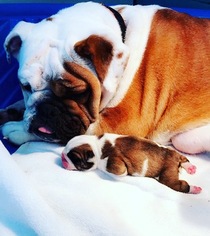 Mother of the Bulldog puppies born on 09/28/2017