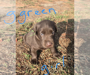 Labrador Retriever Puppy for sale in COLCORD, OK, USA