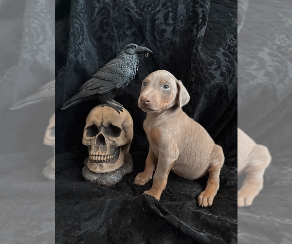 Medium Photo #46 Doberman Pinscher Puppy For Sale in YUCCA VALLEY, CA, USA