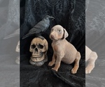 Small Photo #46 Doberman Pinscher Puppy For Sale in YUCCA VALLEY, CA, USA