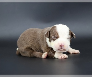 American Bully Puppy for sale in CHAMPAIGN, IL, USA