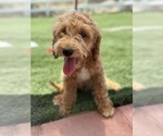 Puppy Puppy 5 Goldendoodle-Poodle (Toy) Mix