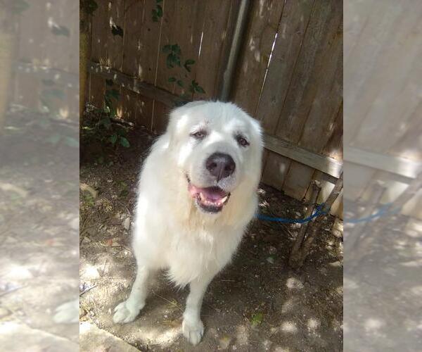 Medium Photo #3 Great Pyrenees Puppy For Sale in Spring, TX, USA
