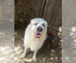 Small #2 Great Pyrenees