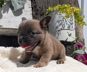 Medium French Bulldog