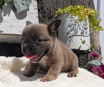 Puppy 2 French Bulldog