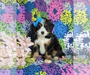 Miniature Bernedoodle Puppy for sale in OXFORD, PA, USA