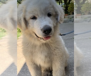 Great Pyrenees Puppy for sale in SEBASTOPOL, CA, USA
