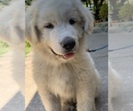 Small Photo #1 Great Pyrenees Puppy For Sale in SEBASTOPOL, CA, USA