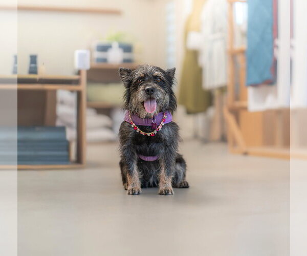 Medium Photo #5 Mutt Puppy For Sale in Marina Del Rey, CA, USA