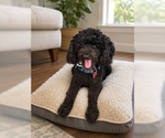 Small #4 Poodle (Miniature)