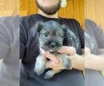 Small Photo #5 Schnauzer (Miniature) Puppy For Sale in SPENCER, TN, USA