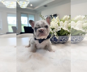 French Bulldog Puppy for Sale in PORT SAINT LUCIE, Florida USA