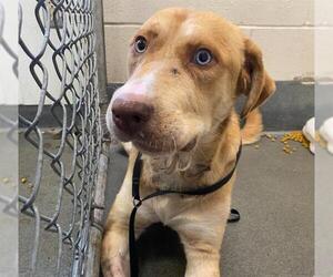 Siberian Husky-Unknown Mix Dogs for adoption in San Antonio, TX, USA