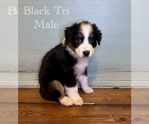 Australian Shepherd Puppy for sale in STATESBORO, GA, USA