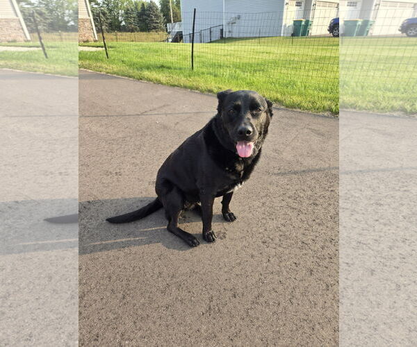 Medium Photo #4 Labrador Retriever-Unknown Mix Puppy For Sale in Minneapolis, MN, USA
