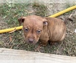 Small #1 Olde English Bulldogge