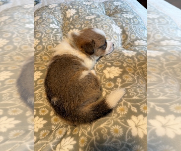 Medium Photo #8 Pembroke Welsh Corgi Puppy For Sale in GRAND RAPIDS, MI, USA