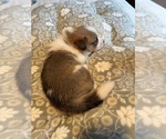Small #7 Pembroke Welsh Corgi