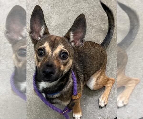 Medium Photo #1 Chihuahua-Unknown Mix Puppy For Sale in Texas City, TX, USA
